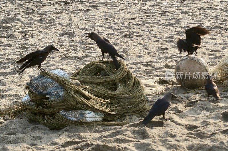 印度乌鸦啄食新鲜的鱼，渔民的渔网在海滩上的照片，科瓦拉姆，喀拉拉邦，南印度
