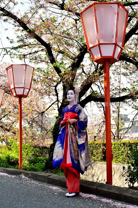 穿着美子服装的日本女人在京都欣赏樱花