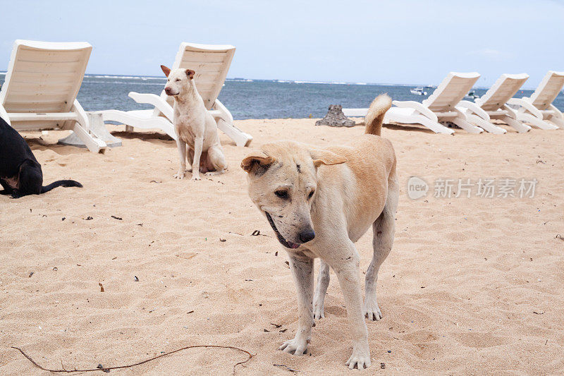 巴厘岛萨努尔海滩上无家可归的流浪狗