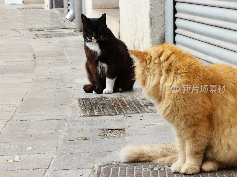 马略卡岛帕尔马郊区的流浪猫