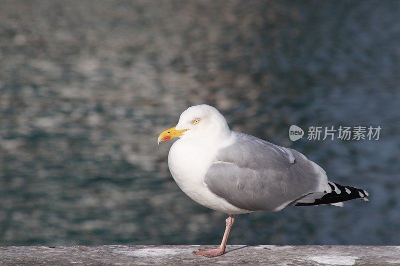 海鸥只有一条腿站在港堤上
