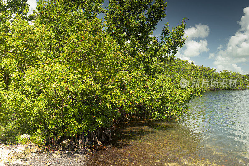 红树林栖息地