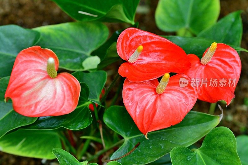 开花植物:花烛属植物