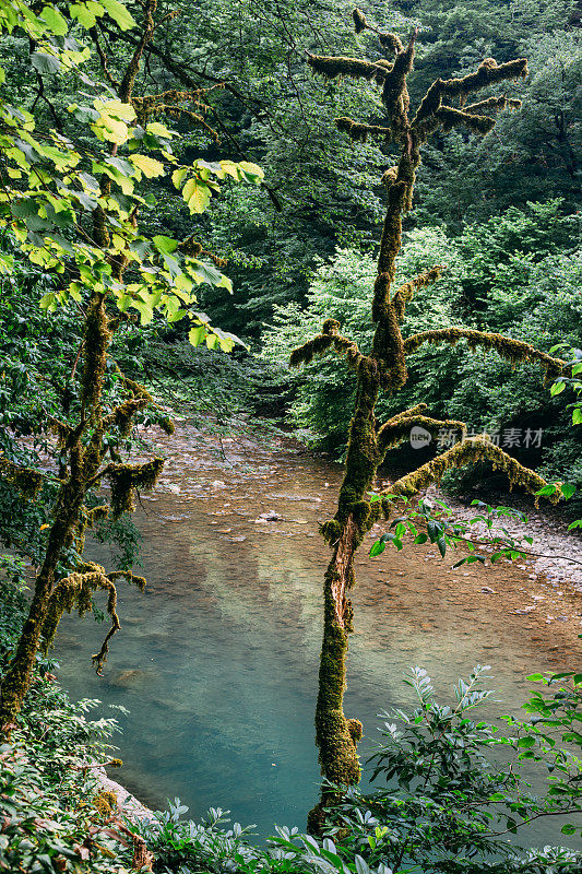 俄罗斯索契霍斯塔区高加索生物圈保护区紫杨树林热门旅游路线上的蓝山河