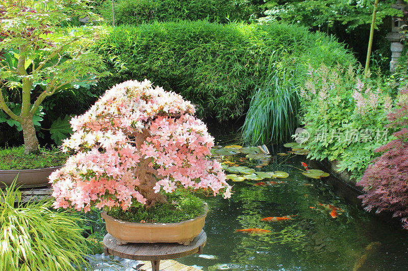 5月杜鹃花盆景树的图片，品种“日光”在东方花园与锦鲤池，具有日本元素，花岗岩灯笼，竹子，观赏草，盆景和日本枫树(槭树)