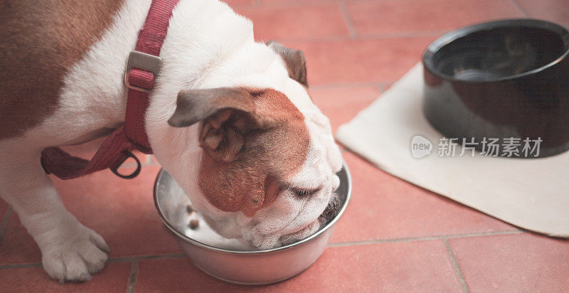 一只饥饿的狗从她的碗里吃东西