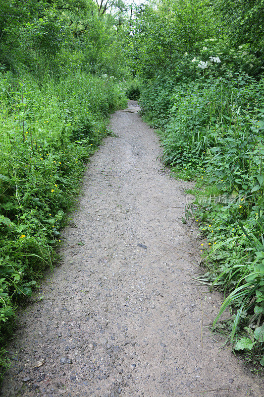 在春天的阳光下，阴凉的英国乡村小路林地隧道，山毛榉树(Fagus)，泥泞的小路，野花，被常春藤叶子覆盖的地面