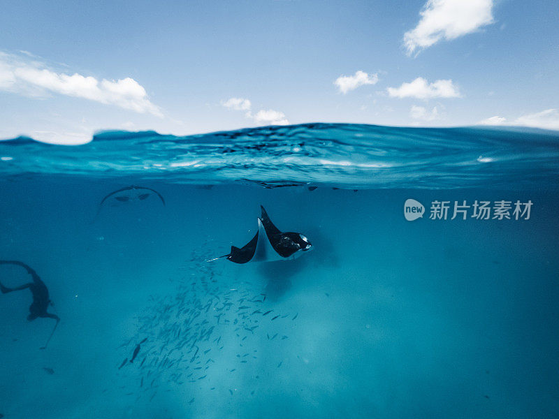 在海洋中觅食的蝠鲼-马尔代夫