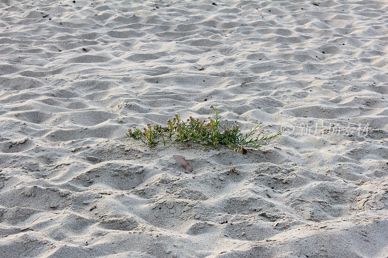 美国加州蒙特雷县沙城海滩的植被
