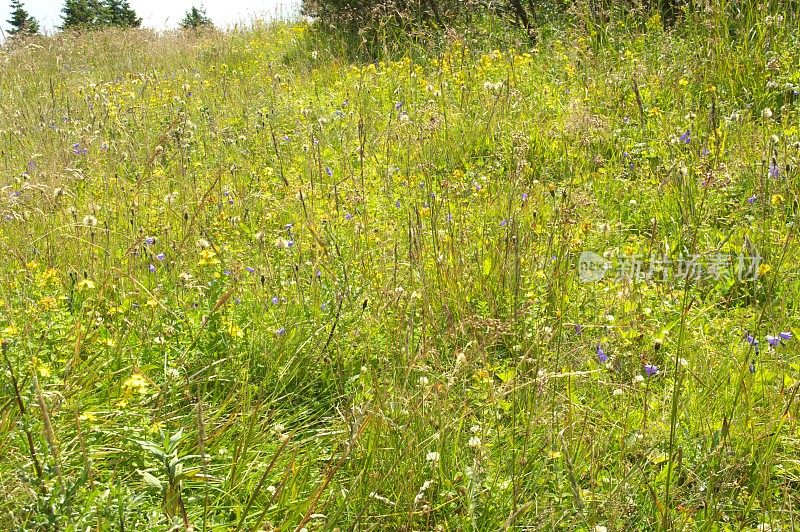 夏天野花草地