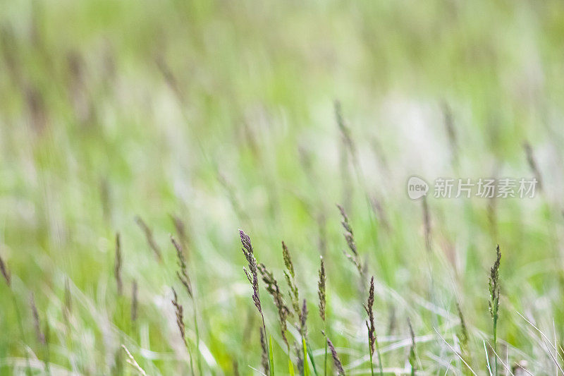 蒙大拿风景自然背景――春草