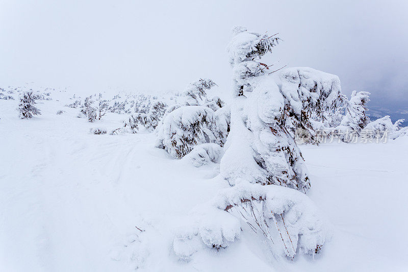 雪后冰雪覆盖的冷杉林和冬日灰蒙蒙的天空。喀尔巴阡山脉,乌克兰。