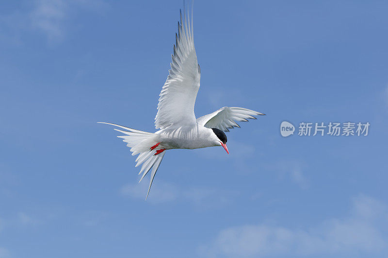 北极燕鸥飞行(天堂燕鸥)