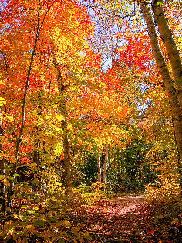 糖枫树秋天在箭头湖，箭头省公园的亨茨维尔，安大略省，加拿大