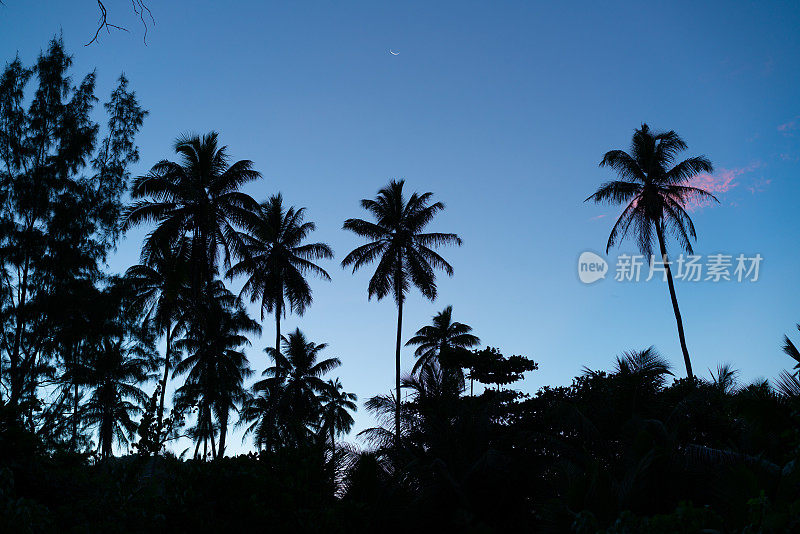 月色蓝，热带岛屿的芭蕉树在晚上