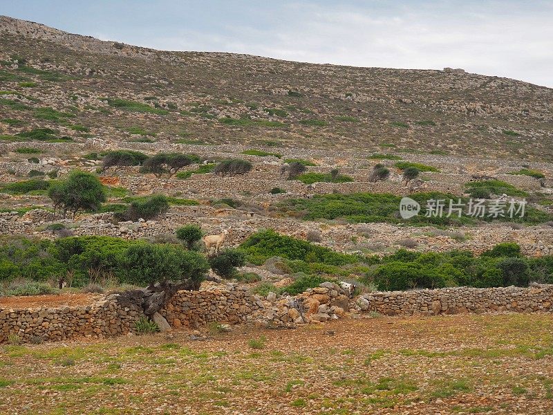 在干旱的地中海乡村Folegandros，一只山羊爬上了一棵树