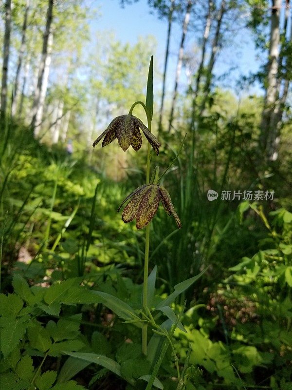 巧克力百合(贝母)野花。