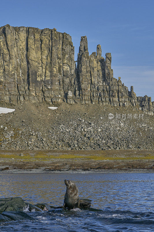 野生海狮，海豹，在壮观的南极半岛在南大洋