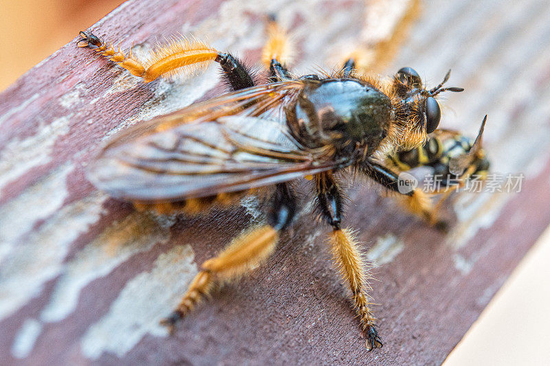 大黄蜂吃纸黄蜂