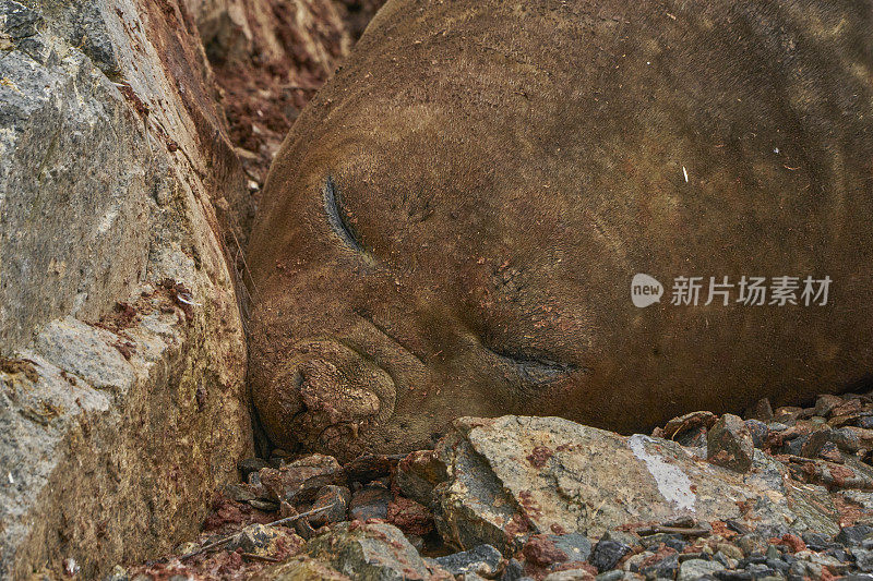 在壮观的南极半岛景色中的野生海象