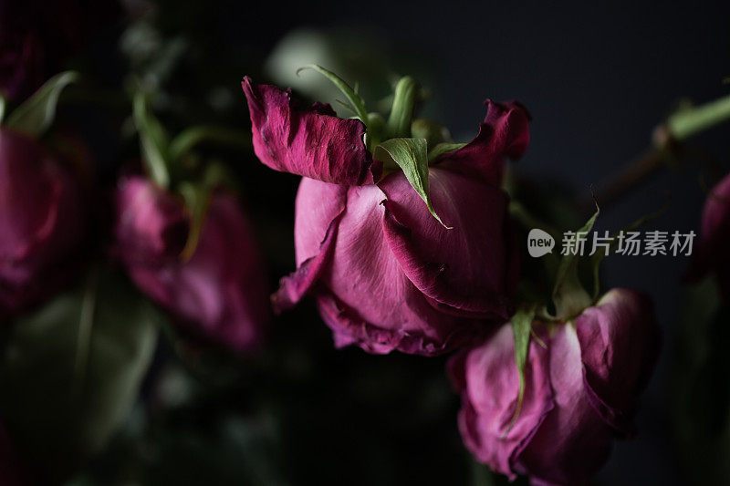 一个干粉玫瑰的特写，背景是其他干玫瑰。