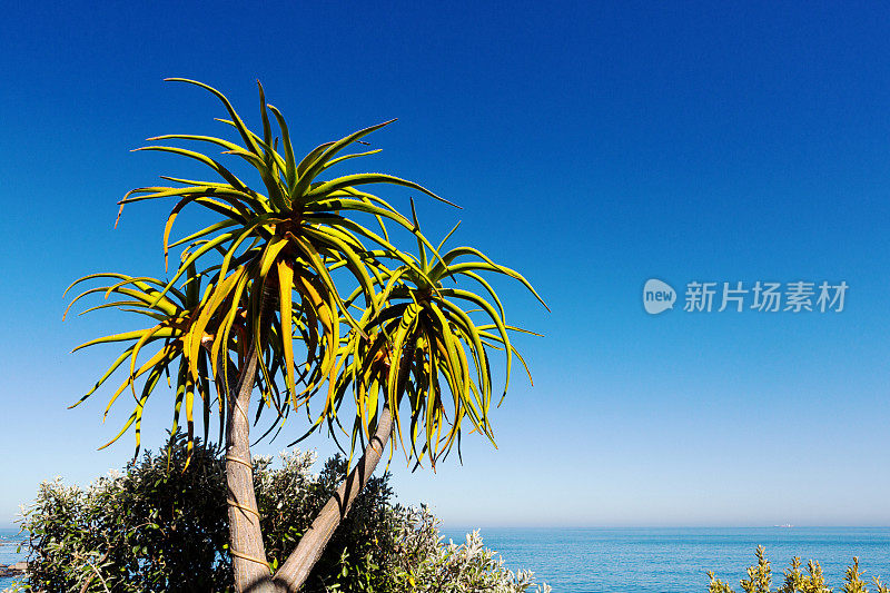 在一个阳光明媚的日子里，尖刺芦荟在平静的海面上升起