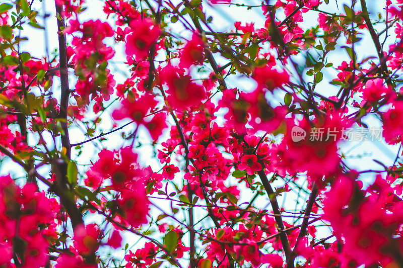 春天在树上绽放着红色的花朵