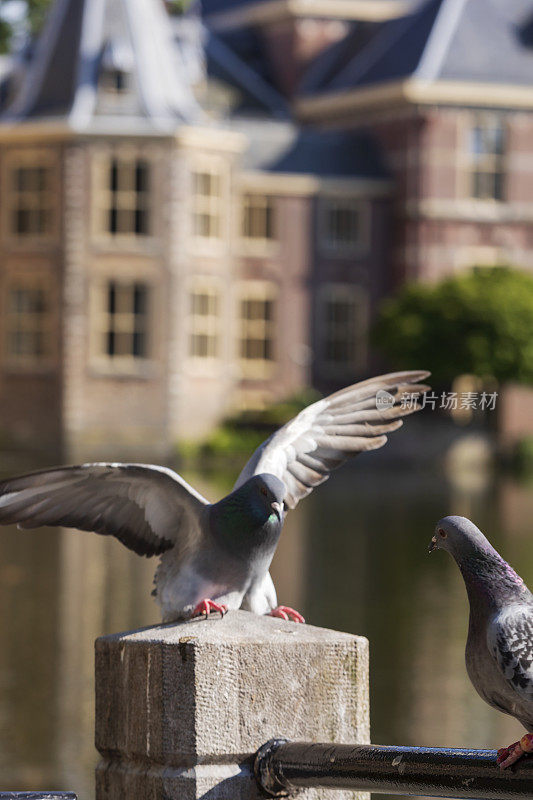 鸽子的背景是海牙的荷兰议会大楼