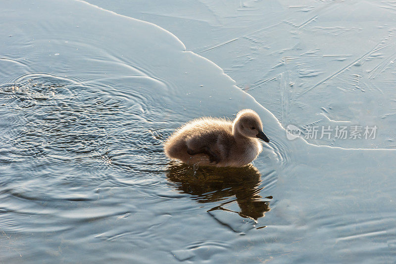 可爱的小天鹅在湖里游泳