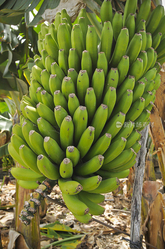 香蕉种植园