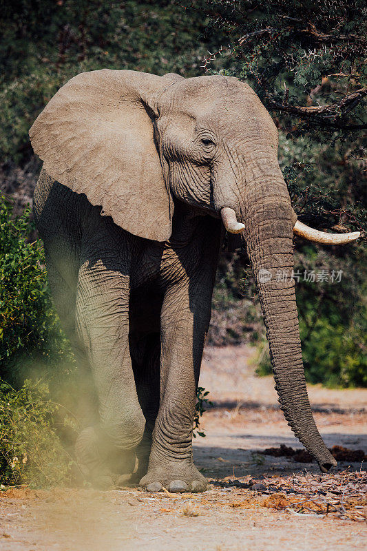 达马拉兰的沙漠大象