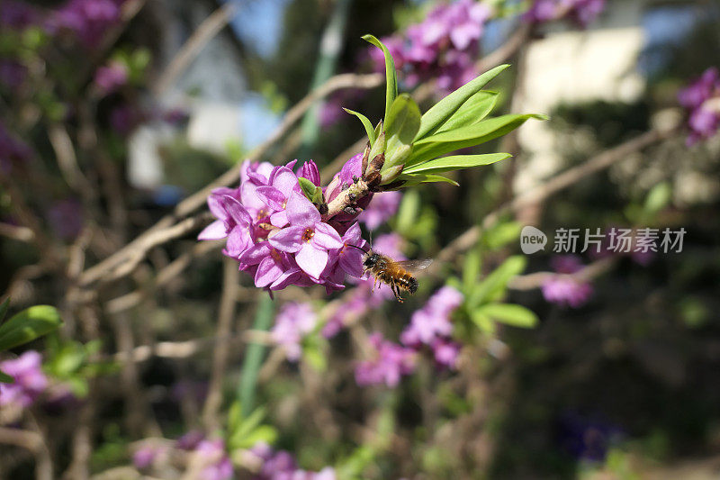 盛开的达芙妮灌木和寻找花蜜的野生独居蜜蜂