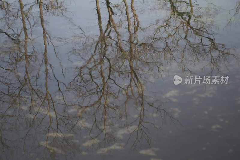 水中植物反射的分支