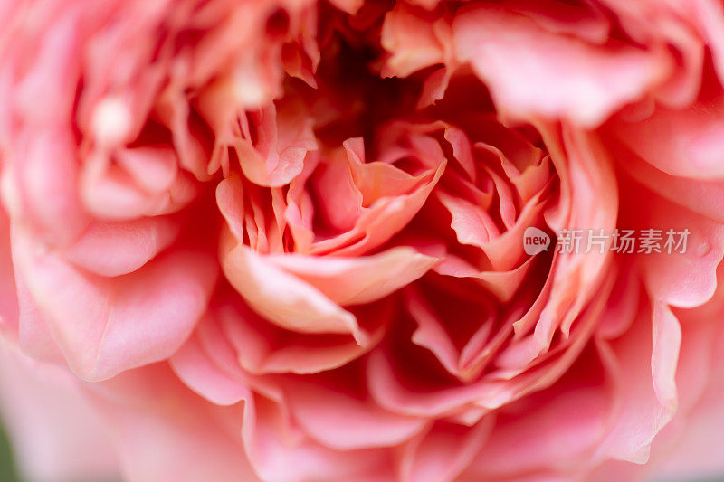 一朵盛开的粉红色玫瑰的美丽特写