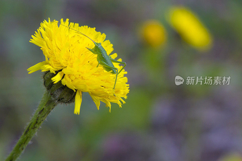 蒲公英花上的绿色蚱蜢