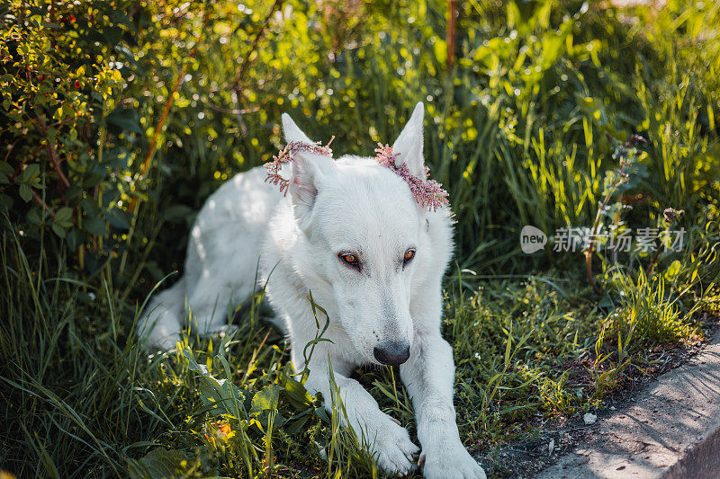 白色wolf-a-like狗