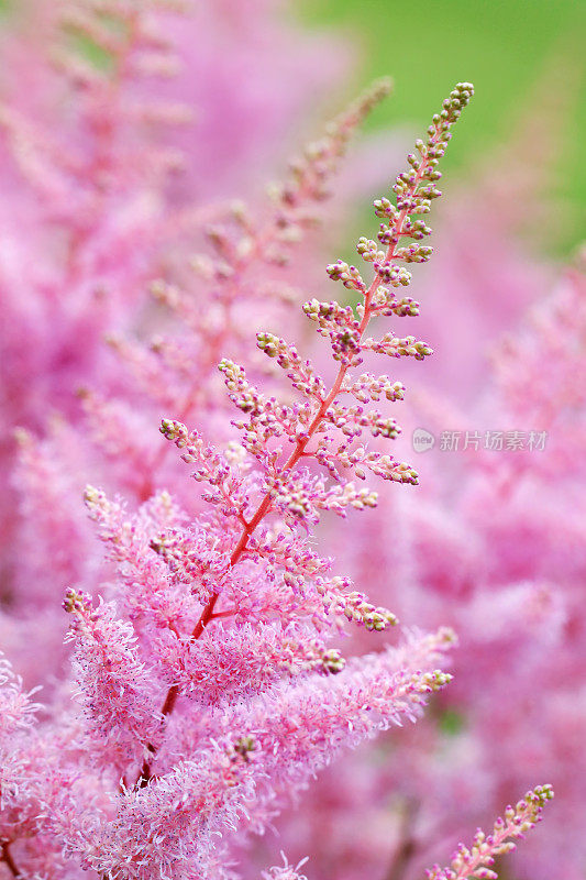 Astilbe花朵特写