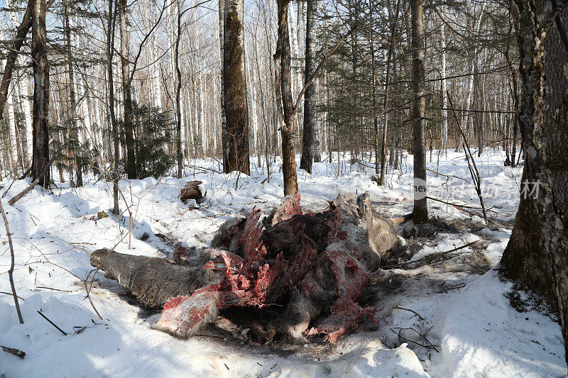 西伯利亚白雪覆盖的森林里的驯鹿尸体