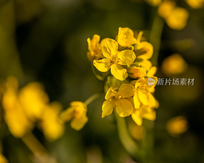 油菜花-特写