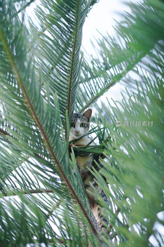 猫从树上往下看