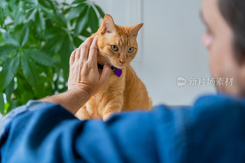 家里有只姜黄色猫的男人