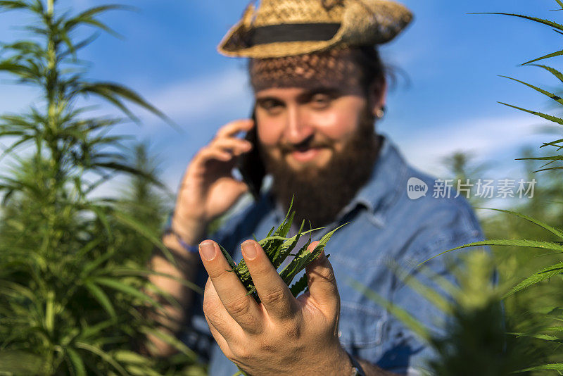 男子采集医用大麻