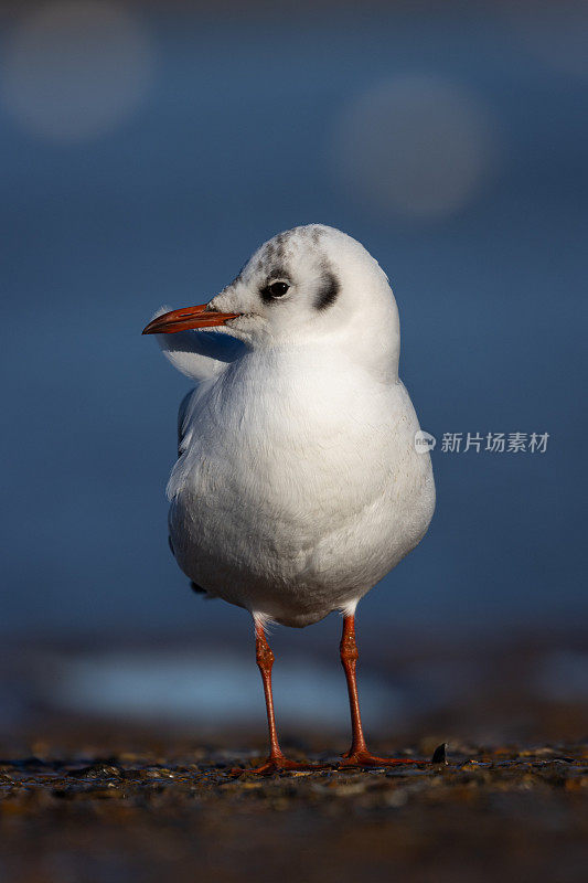 诺福克的黑头鸥