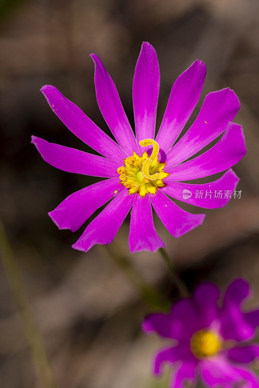 单朵沼泽玫瑰龙胆花，花瓣粉红色，花心黄色