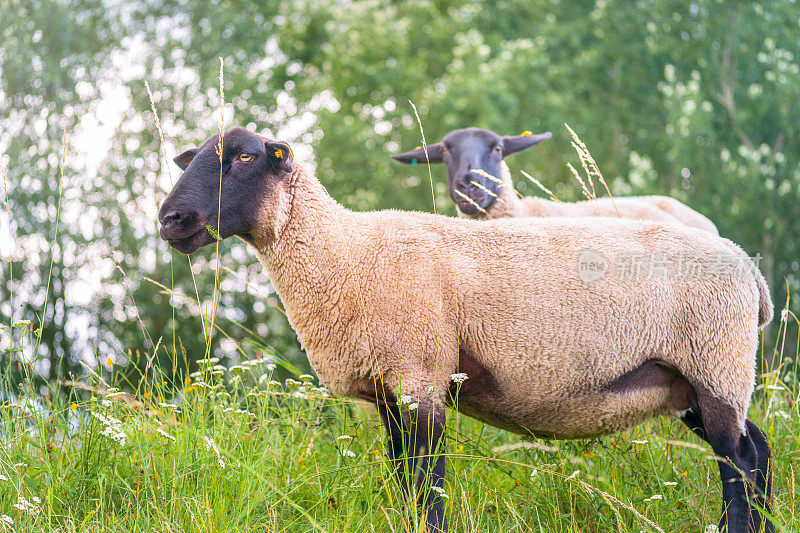 在德国北部，绵羊在夏天吃草时靠近