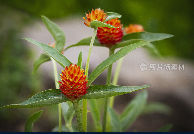 橙花-干燥花