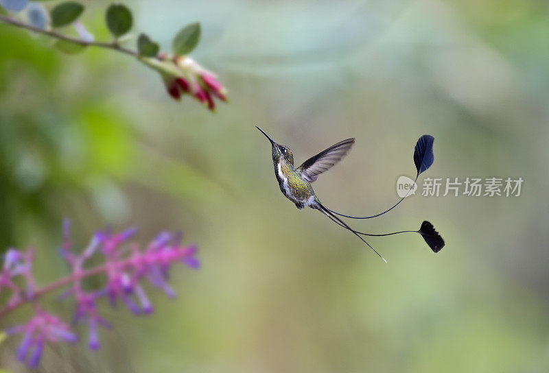 一只铲尾蜂鸟正在从一朵花中获取花蜜