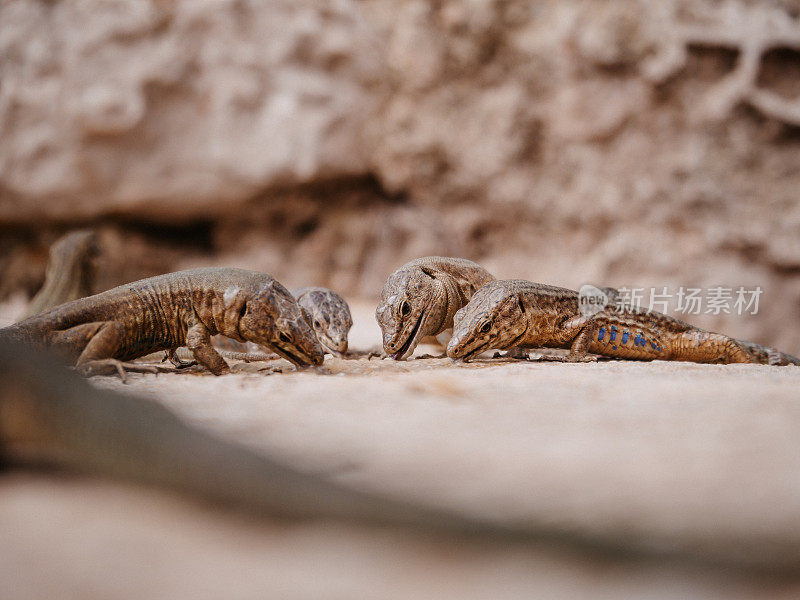 马略卡岛的龙era岛上，四只蜥蜴正在吃香蕉