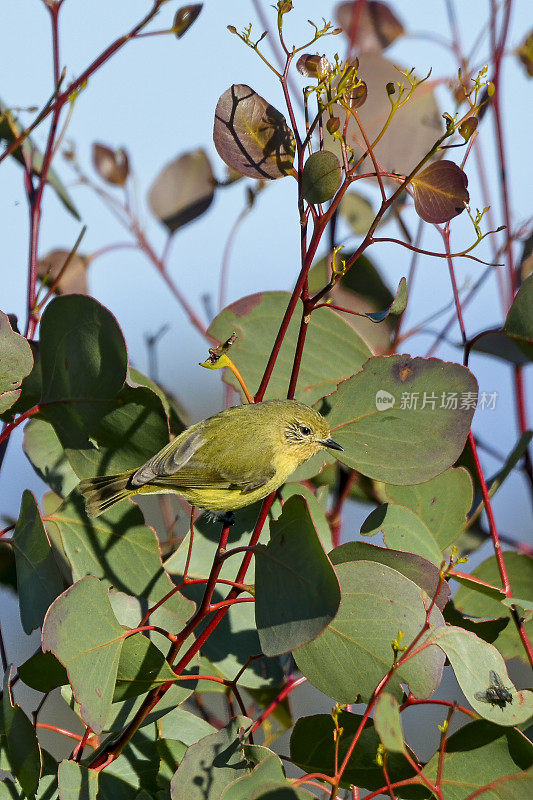 黄色的残余Thornbill