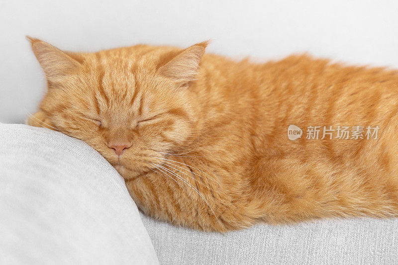 可爱的小猫舒服地睡在沙发上
可爱的小猫舒服地睡在沙发上